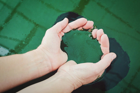 spirulina poeder in de hand
