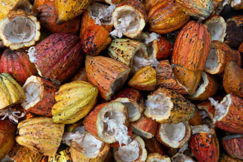 cacao pods opengebroken