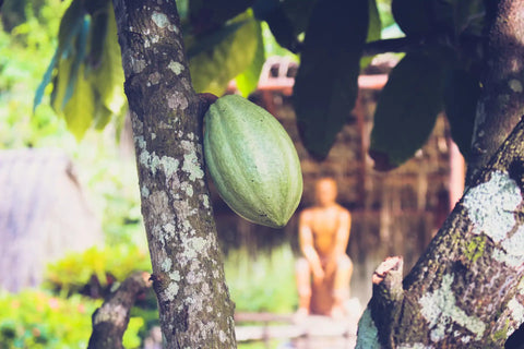 cacaopod aan de boom