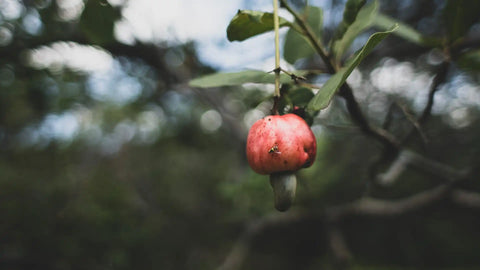 cashewnoot aan een tak